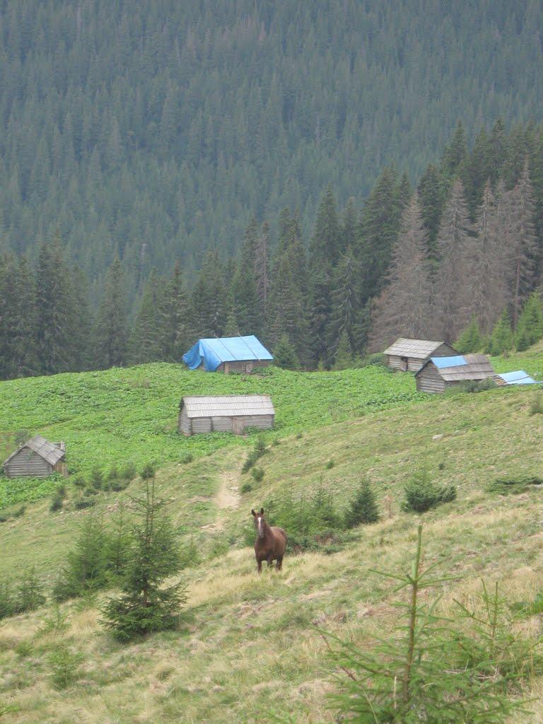 Говерла з panoramio.com (ч.2) - Говерла