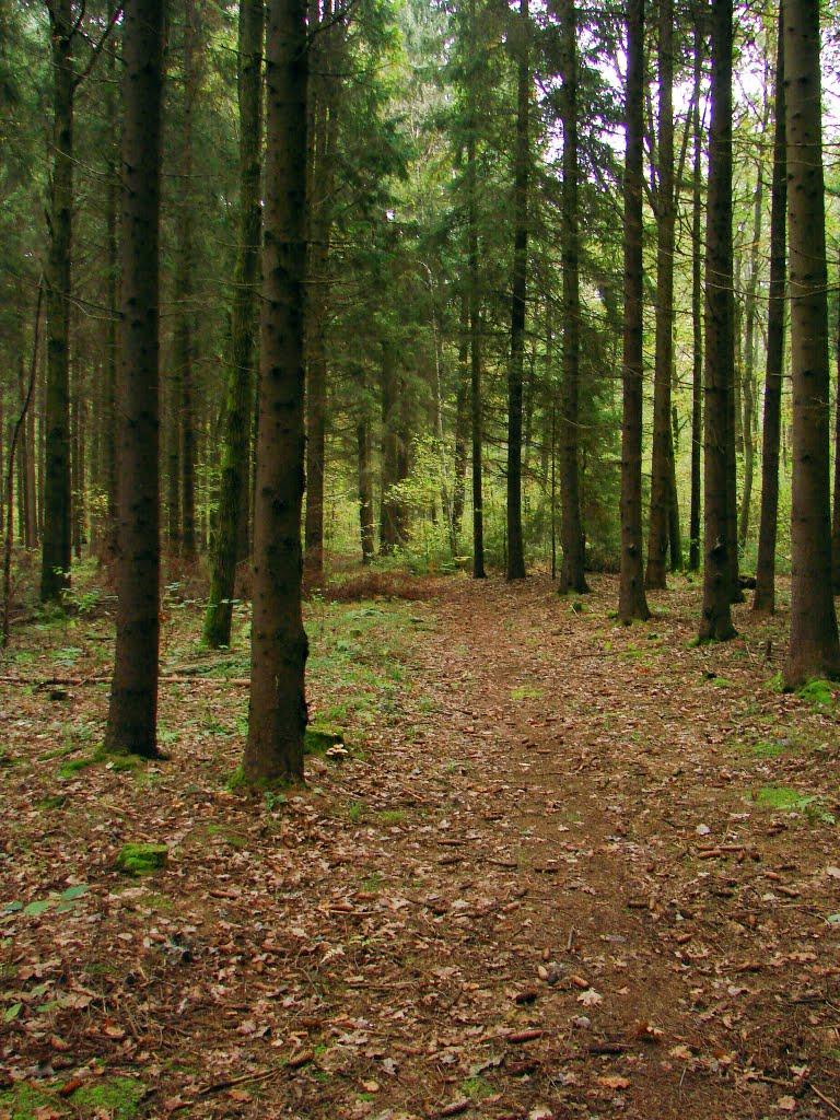 Миропіль з panoramio.com - Миропіль