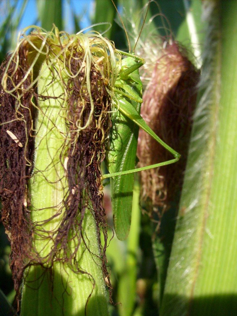 Новоугрузьке з panoramio.com - Новоугрузьке