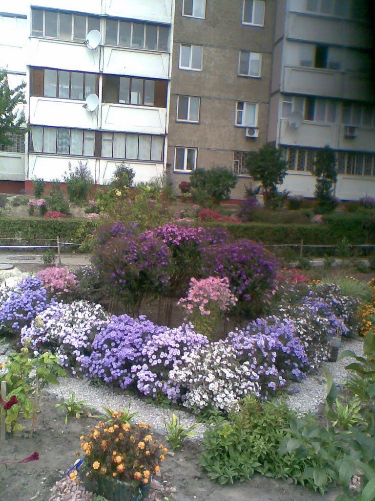 Коцюбинське з panoramio.com (ч.3) - Коцюбинское