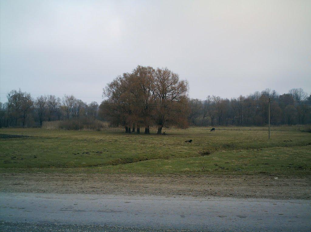 Базалія з panoramio.com - Базалія