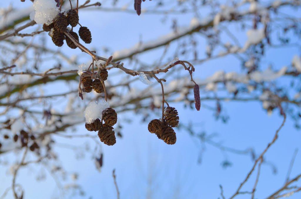 Дротинці з panoramio.com - Дротинці