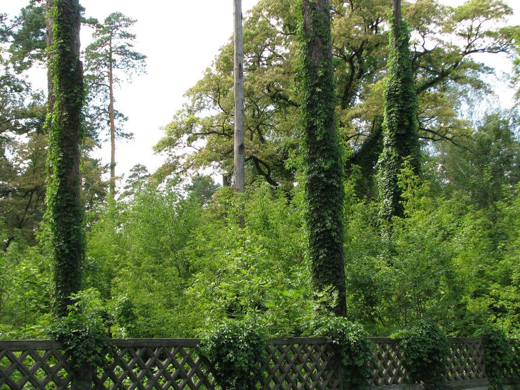 Горенка з panoramio.com - Горенка