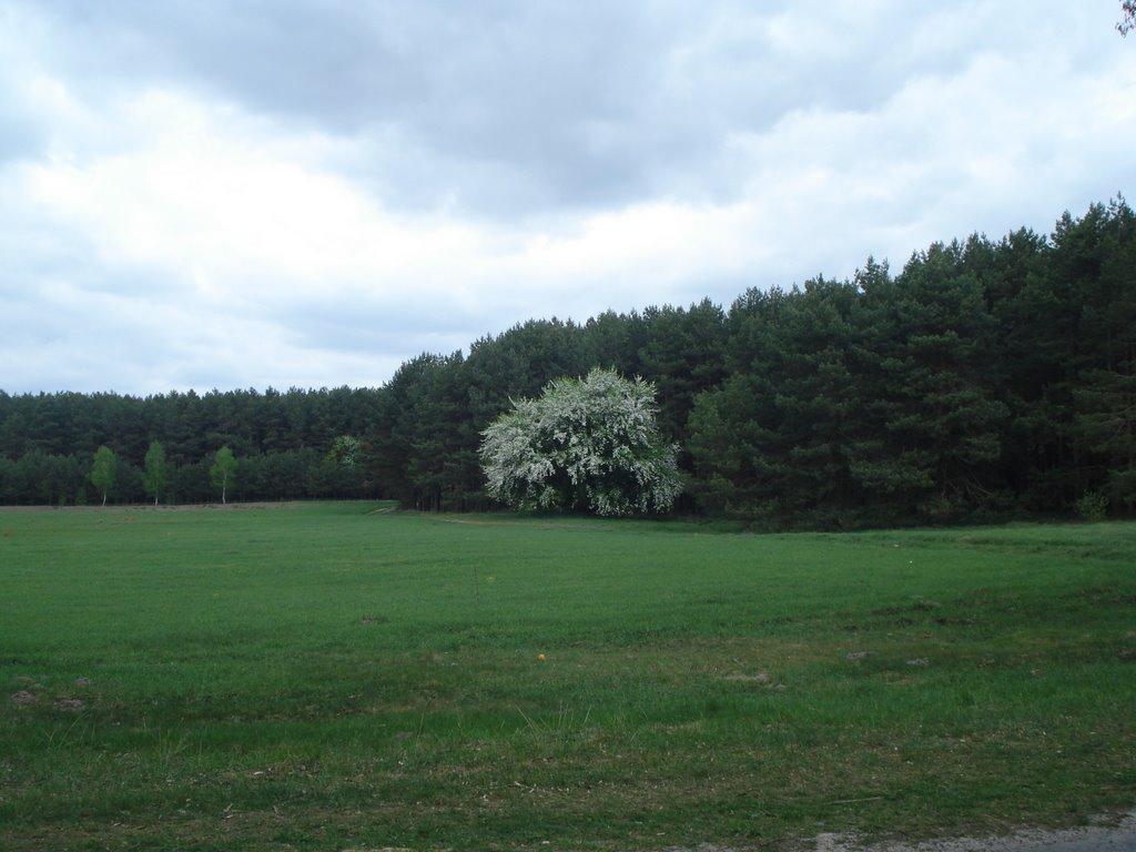 Лички з panoramio.com - Лички