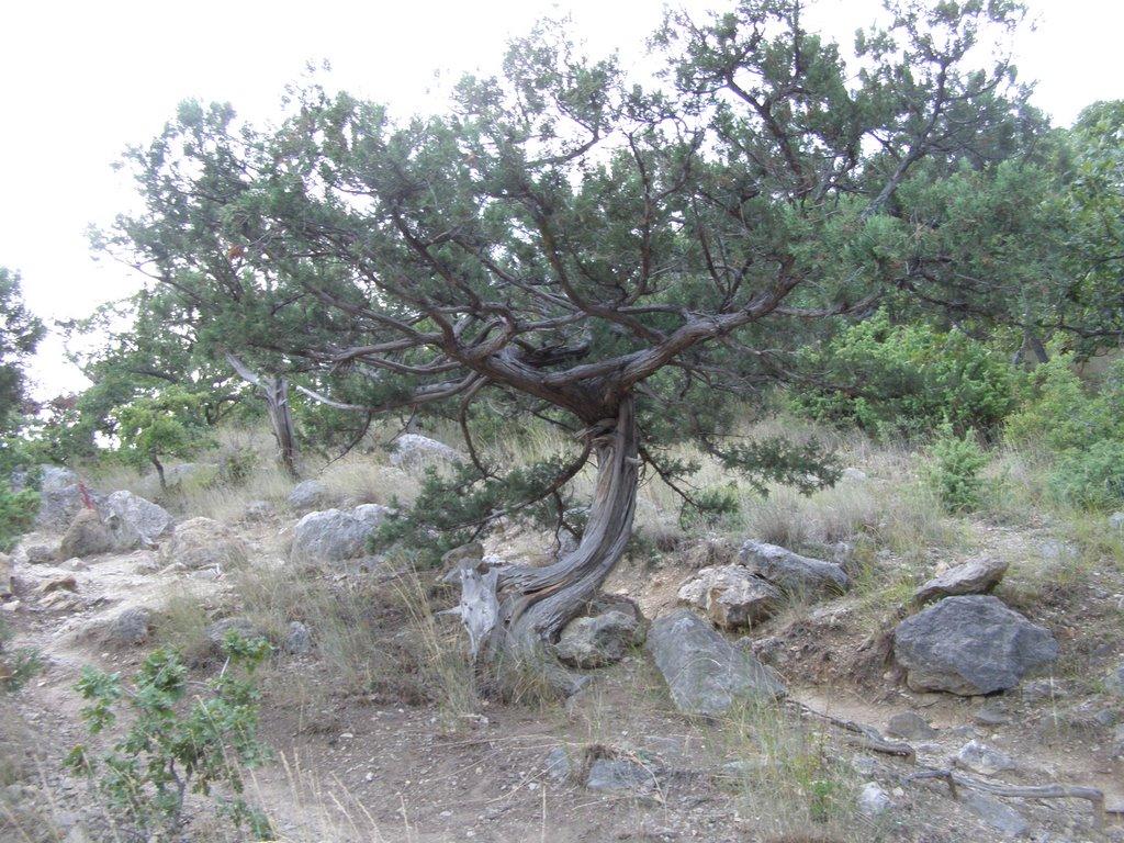 Гончарне з panoramio.com - Гончарне