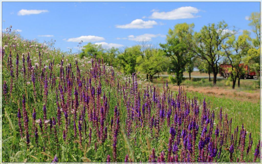 Олексіївка з panoramio.com - Олексіївка