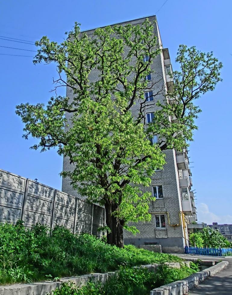 Олександрія з panoramio.com (ч.3) - Олександрія