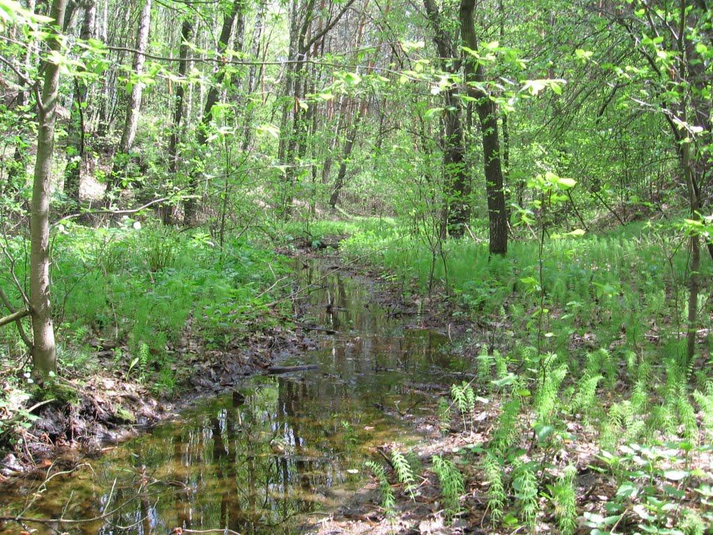 Петрушин з panoramio.com - Петрушин