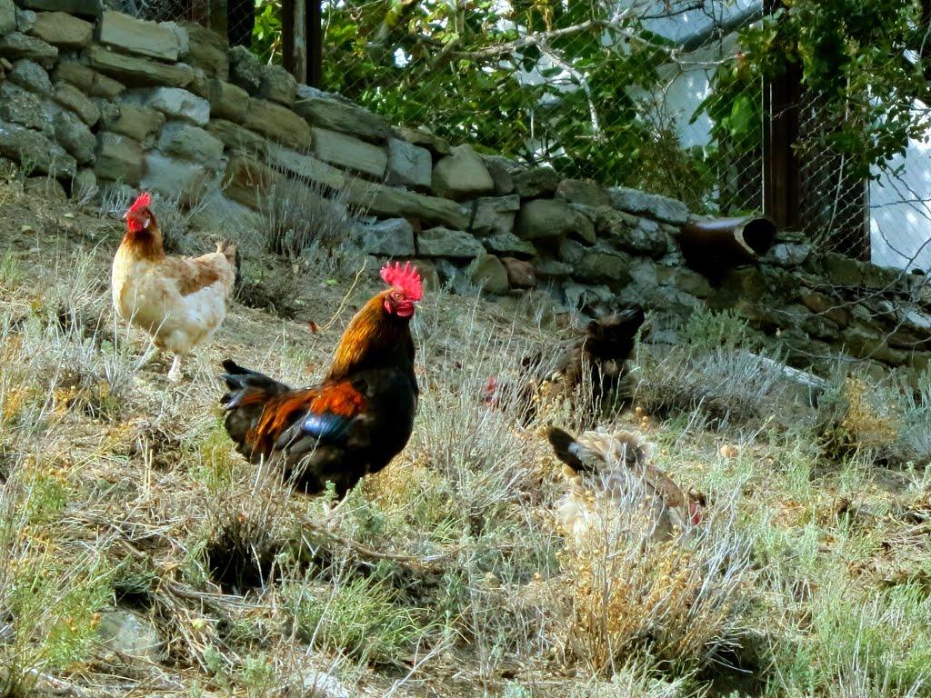 Багатівка з panoramio.com - Багатівка