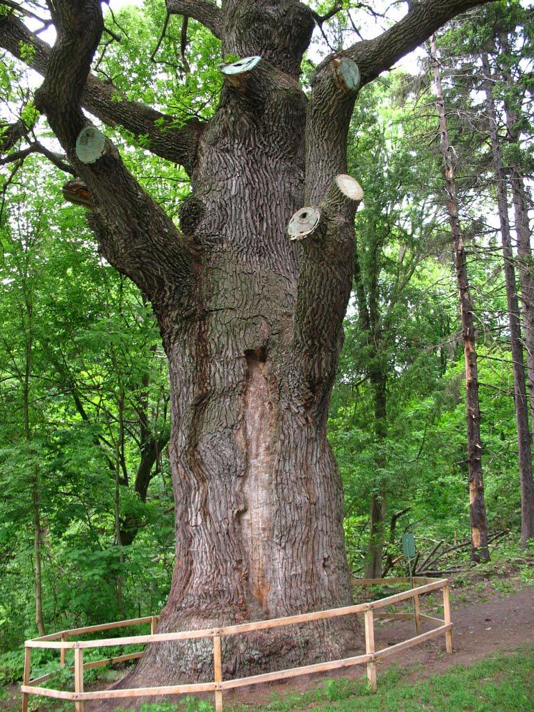 Шарівка з panoramio.com - Шарівка