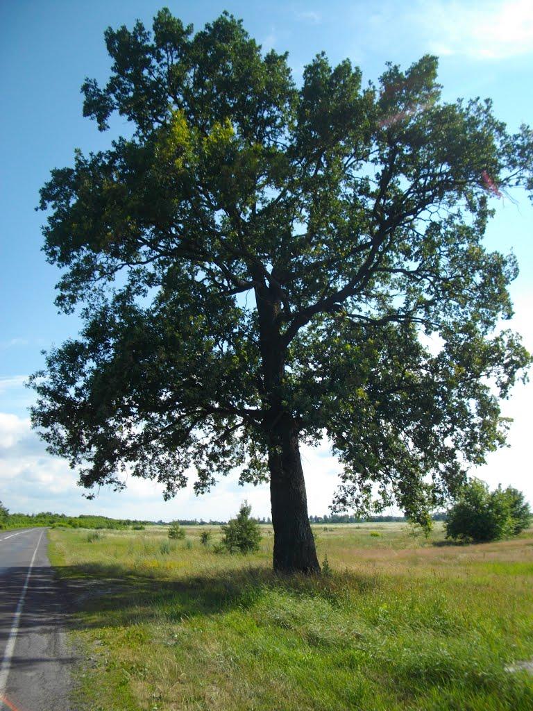 Криничне з panoramio.com - Криничне