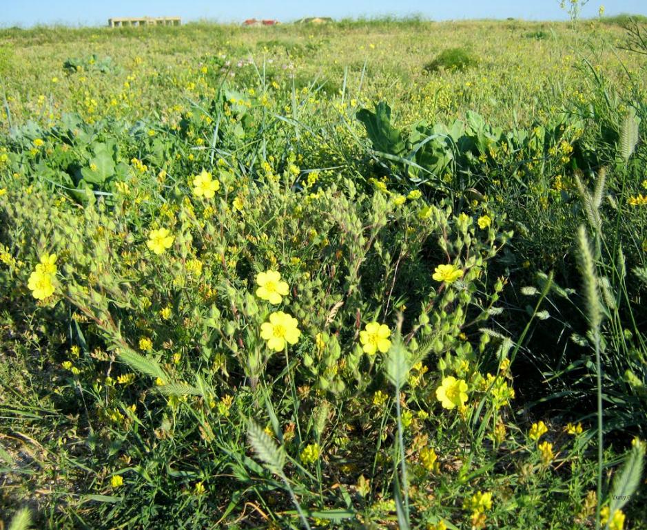Щасливцеве з panoramio.com (ч.2) - Счастливцево