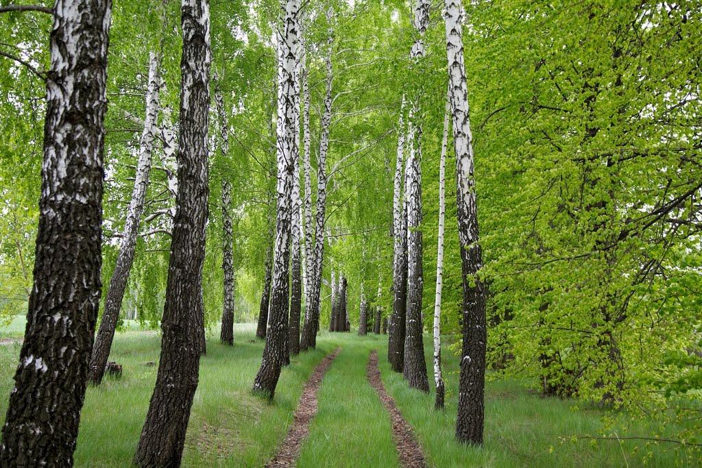 Петроселівка з panoramio.com - Petroselivka