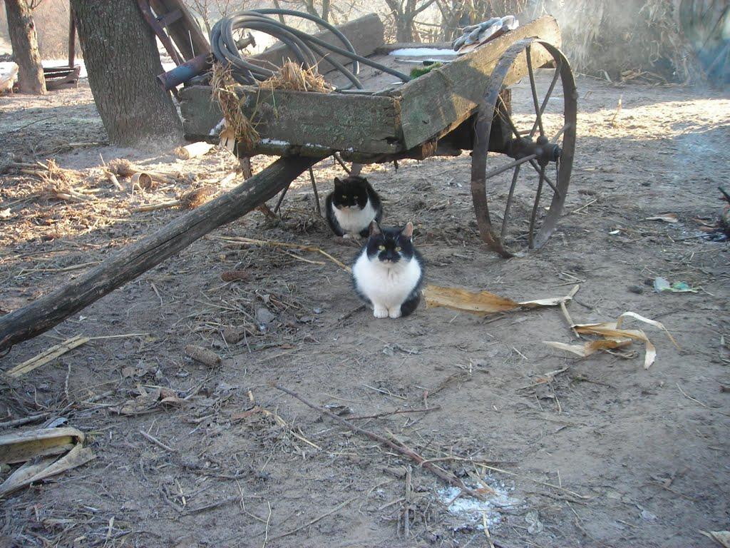 Вольниця з panoramio.com - Вольниця