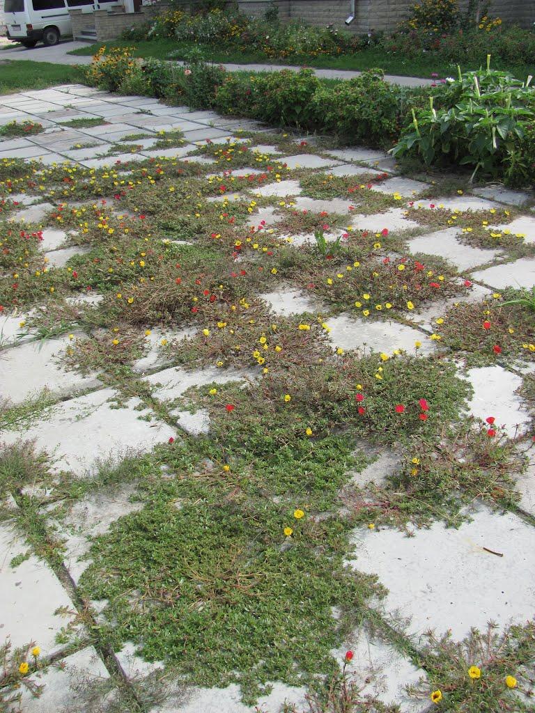 Безлюдівка з panoramio.com (ч.2) - Безлюдівка