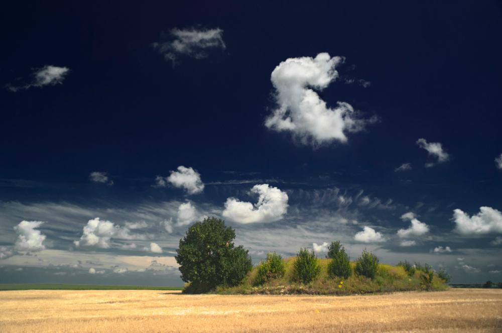 Ялинці з panoramio.com - Ялинці