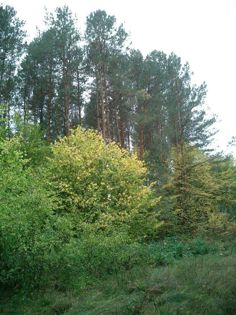 Полянь з panoramio.com - Полянь