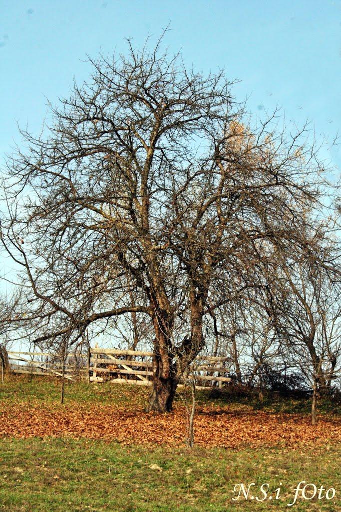 Тересва з panoramio.com - Тересва