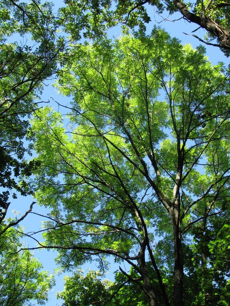 Яреськи з panoramio.com - Яреськи