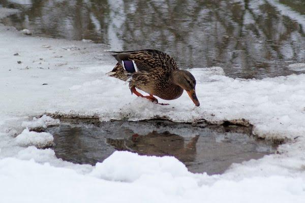 Амбуків з panoramio.com - Амбуков