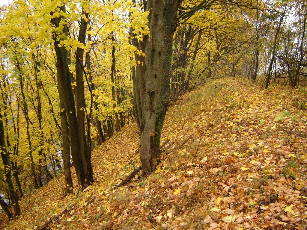 Новосілки з panoramio.com - Новосілки