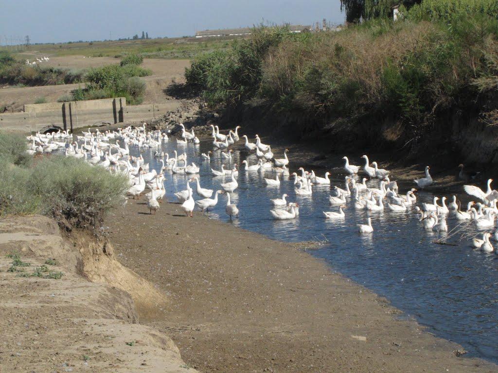 Мирне з panoramio.com - Мирне