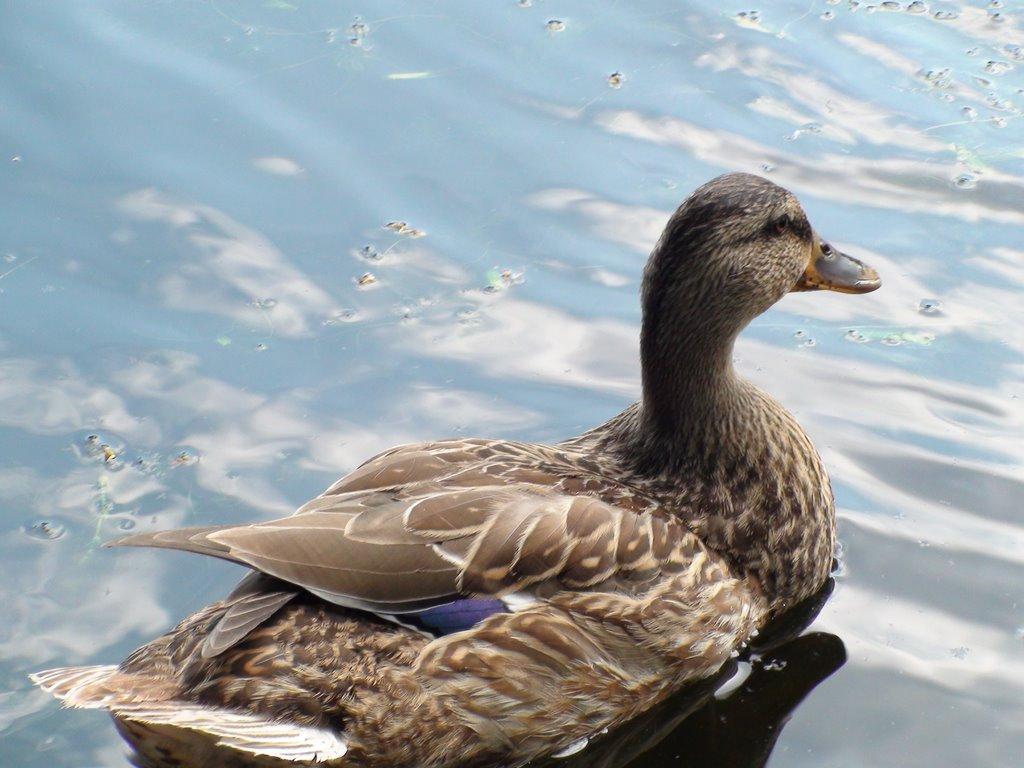 Кізомис з panoramio.com - Кізомис