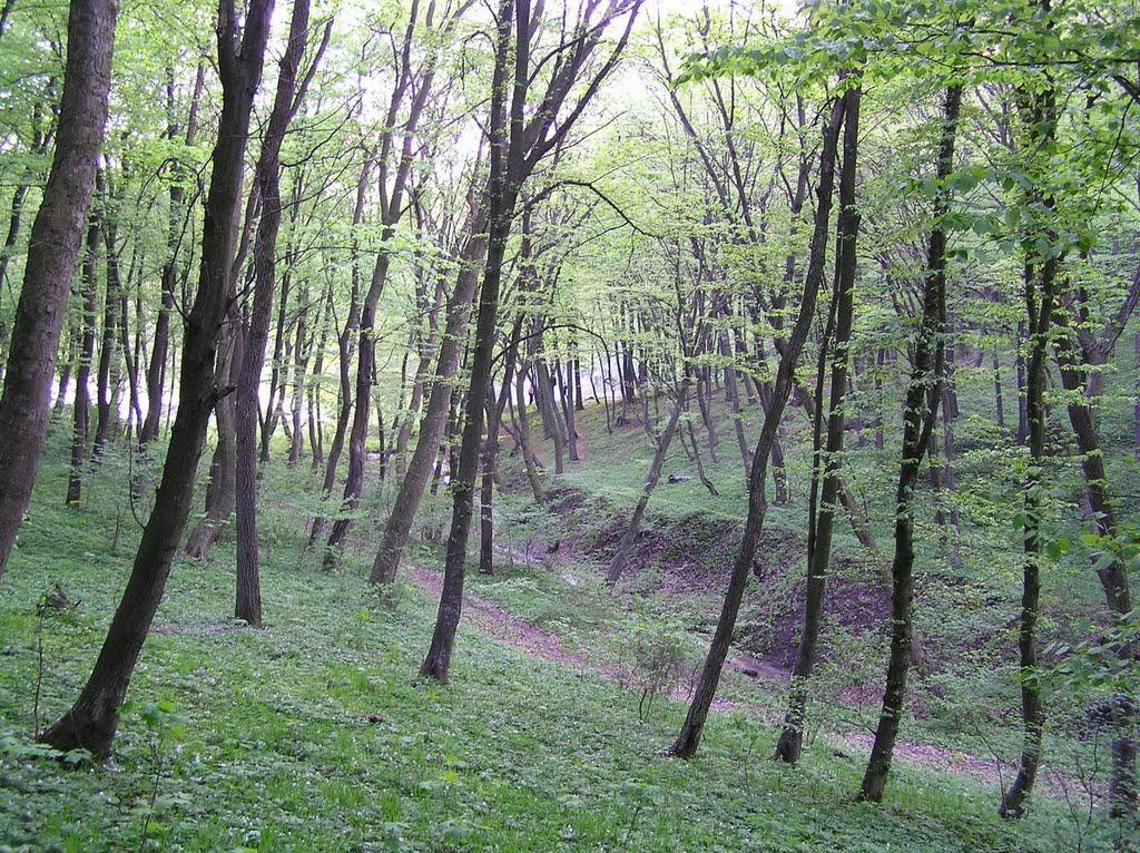 Жовнівка з panoramio.com - Жовнівка