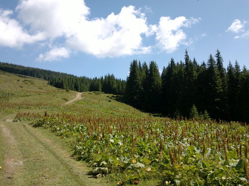 Явірник з panoramio.com - Явірник