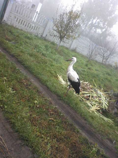 каленна - Каленна