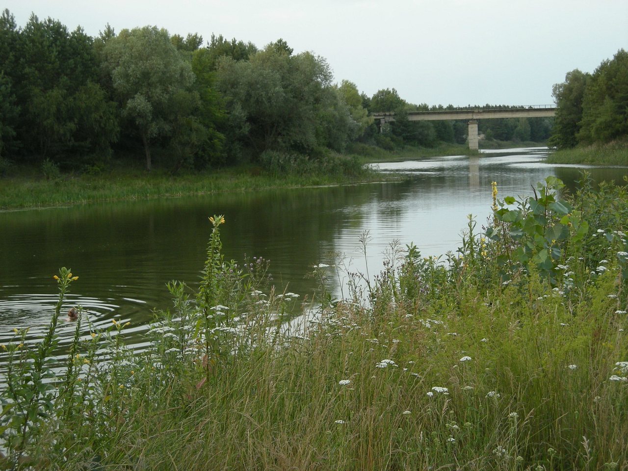 ЛIПЛЯВО - Лепляво