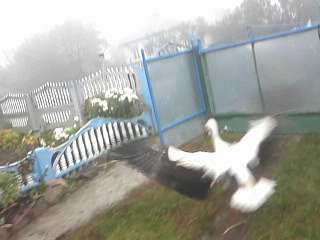 каленна - Каленна