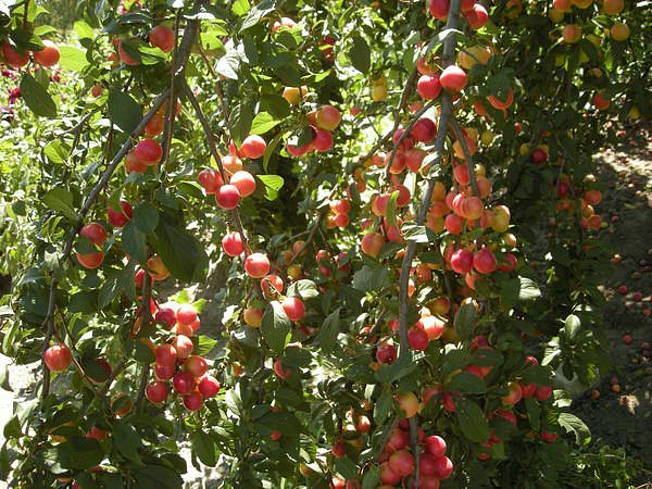 ЛIПЛЯВО - Лепляво