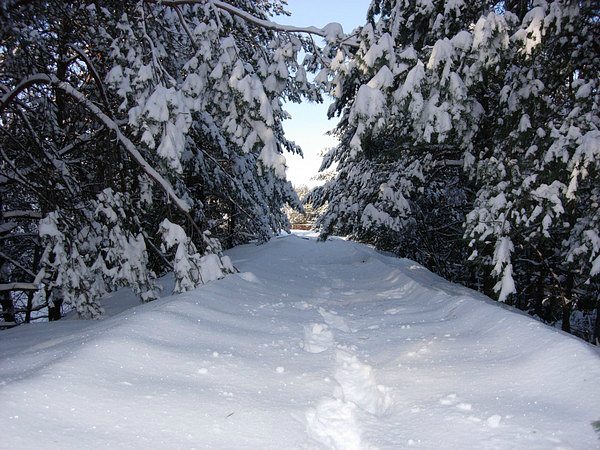 ЛIПЛЯВО - Лепляво