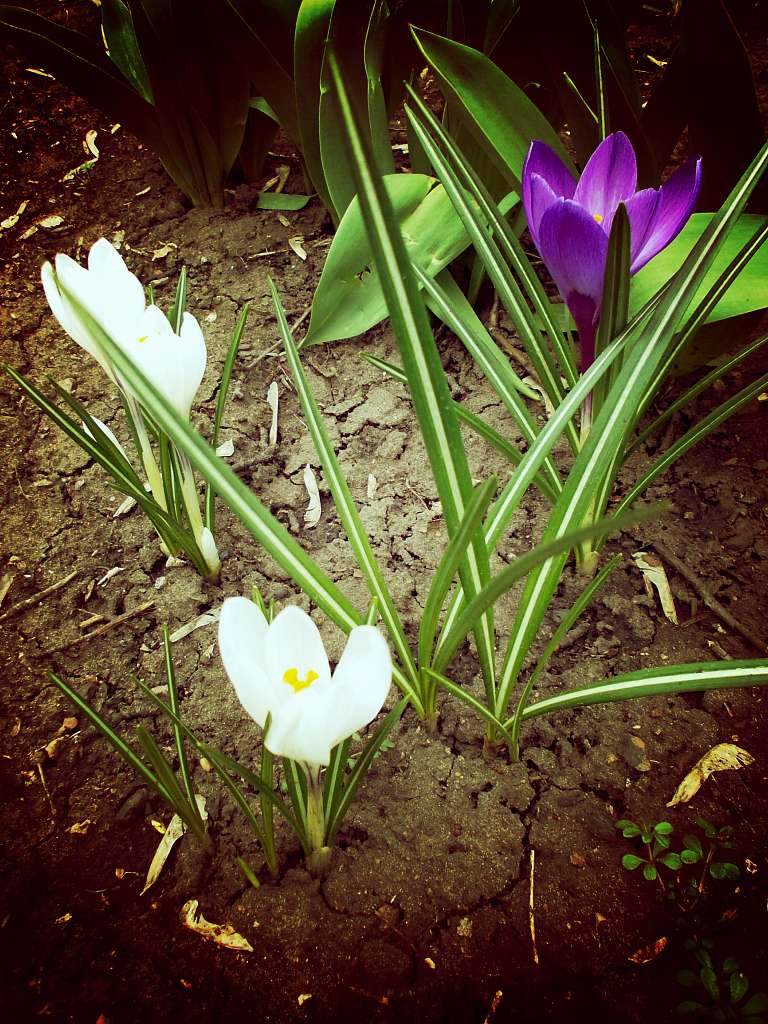 с. Правдовка