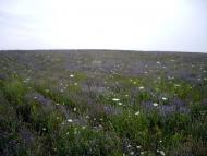 Зеленогірське - Останні фото