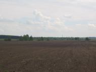 Товстоліс з panoramio.com