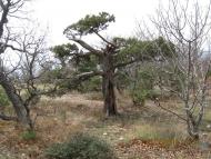 Кизилове з panoramio.com