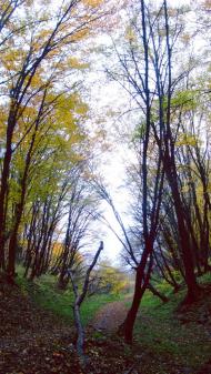 Теребовля з panoramio.com