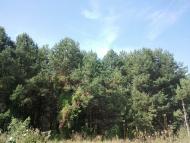 Torfyane - Latest photos