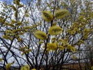 фантазії природи