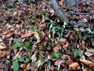 фантазії природи