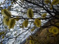 фантазії природи