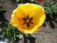 МОЄ ВАТУТІНЕ