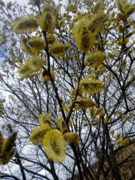 фантазії природи