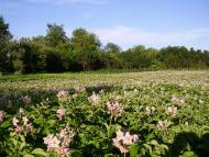 Велика Лука