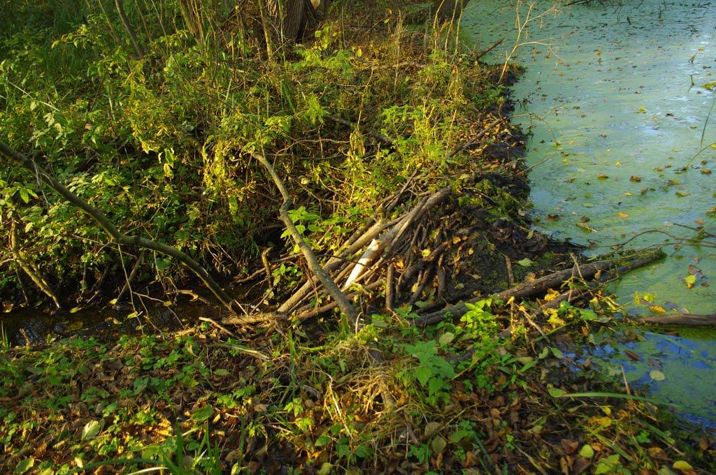 Шубків з panoramio.com - Шубків