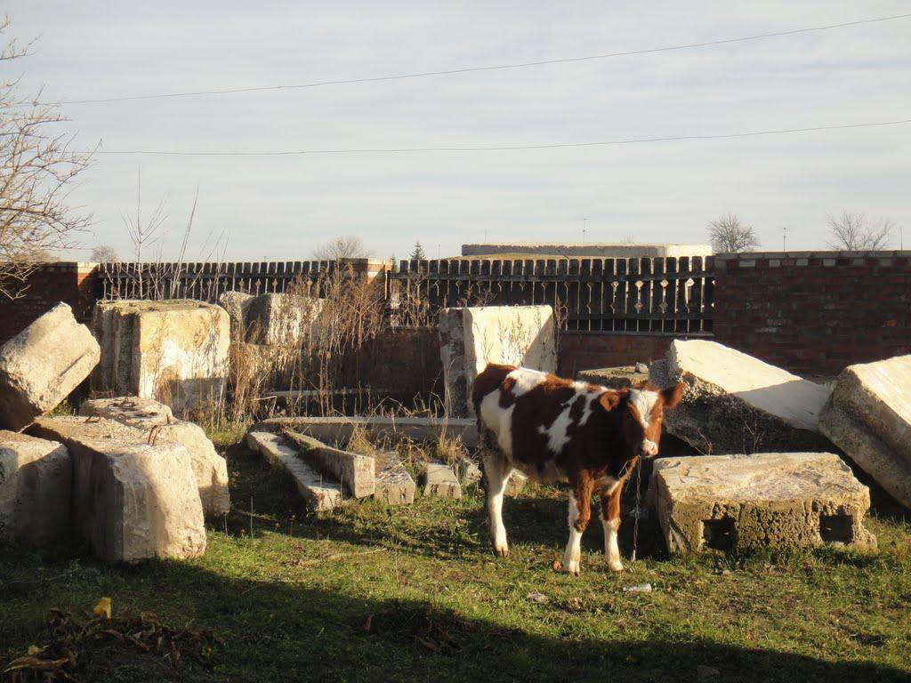 Лозова з panoramio.com - Лозова