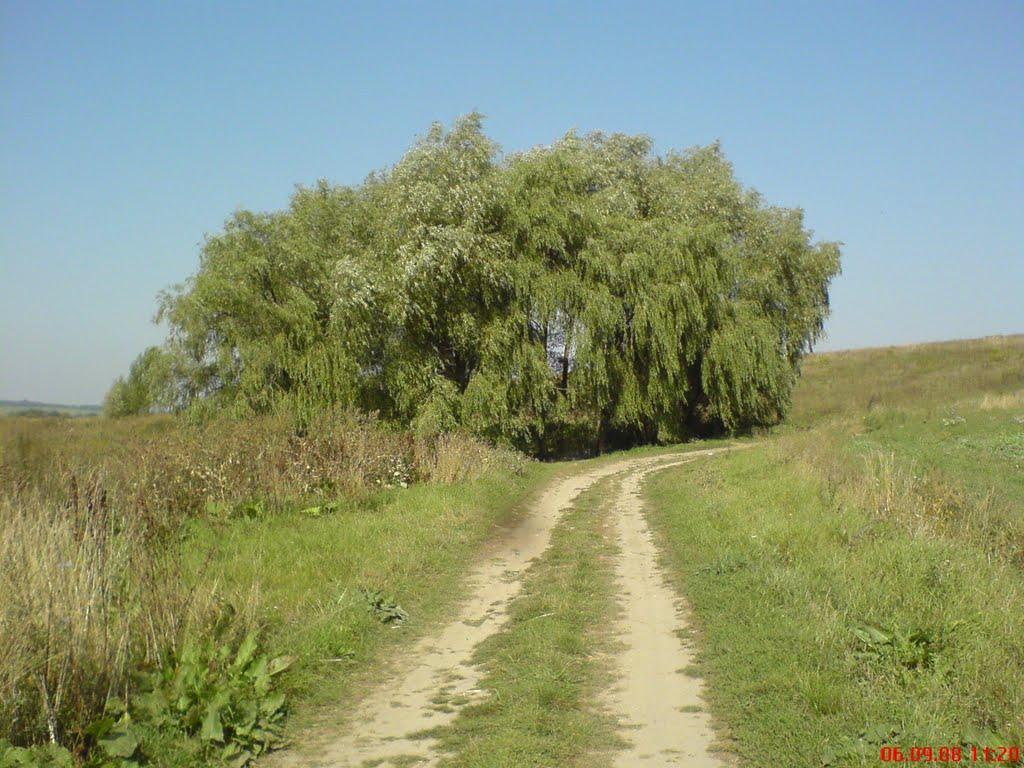 Дідківці з panoramio.com - Didkivtsi