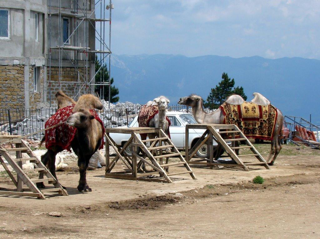 Охотниче з panoramio.com (ч.3) - Okhotnyche